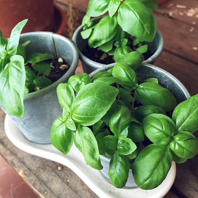 毎日の成長が楽しみ♡収穫もお花も、ベランダで手軽に楽しむアイデア集