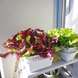 「毎日の成長が楽しみ♡収穫もお花も、ベランダで手軽に楽しむアイデア集」の画像4