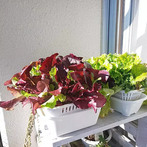 「毎日の成長が楽しみ♡収穫もお花も、ベランダで手軽に楽しむアイデア集」の画像