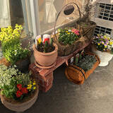 「毎日の成長が楽しみ♡収穫もお花も、ベランダで手軽に楽しむアイデア集」の画像6