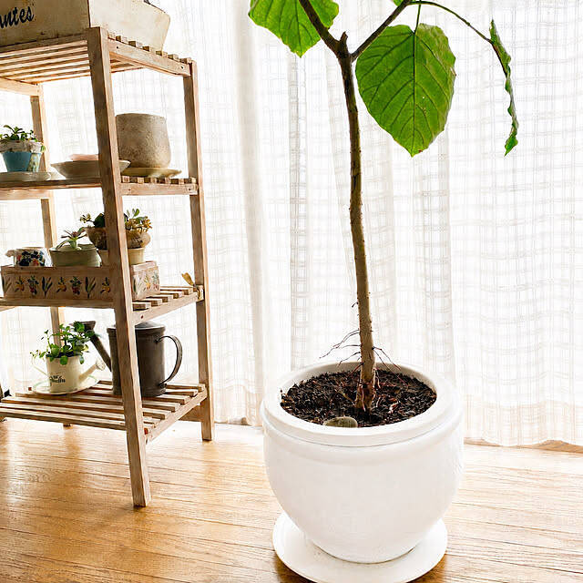 【今週の〇〇】テーマは「植物のある暮らし」！最新の投稿写真をピックアップ