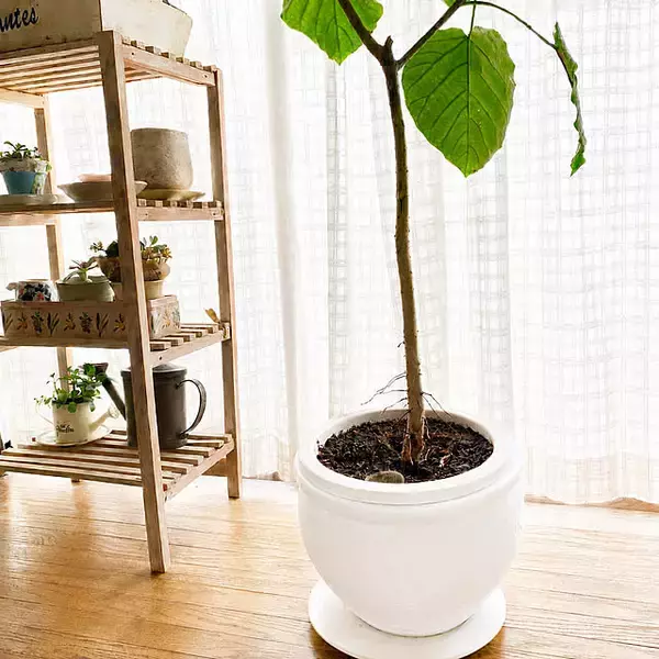 「【今週の〇〇】テーマは「植物のある暮らし」！最新の投稿写真をピックアップ」の画像