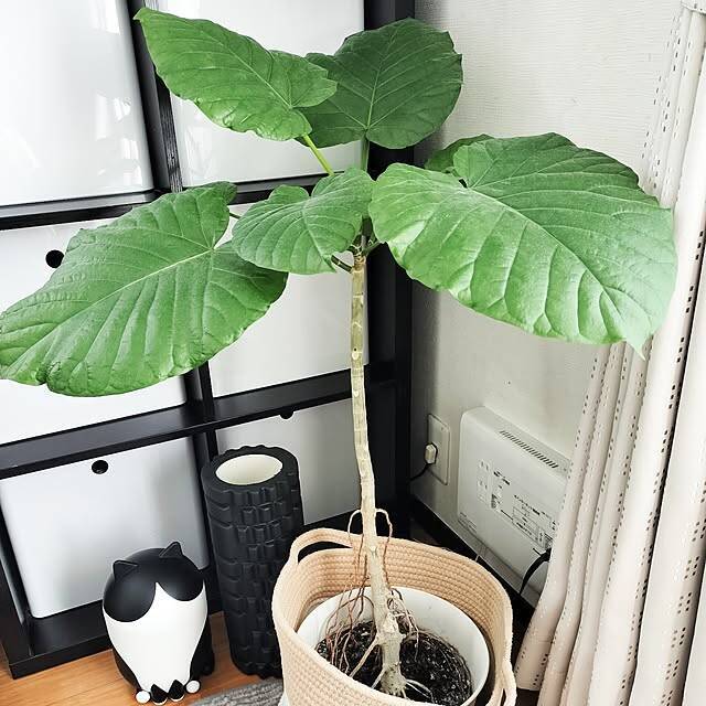 【今週の〇〇】テーマは「植物のある暮らし」！最新の投稿写真をピックアップ