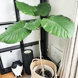 「【今週の〇〇】テーマは「植物のある暮らし」！最新の投稿写真をピックアップ」の画像4