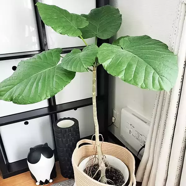 「【今週の〇〇】テーマは「植物のある暮らし」！最新の投稿写真をピックアップ」の画像