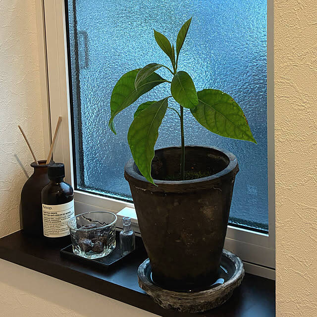 【今週の〇〇】テーマは「植物のある暮らし」！最新の投稿写真をピックアップ
