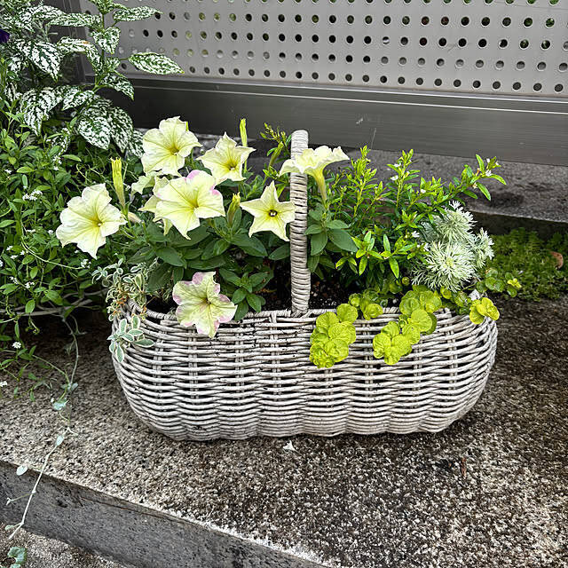 【今週の〇〇】テーマは「植物のある暮らし」！最新の投稿写真をピックアップ