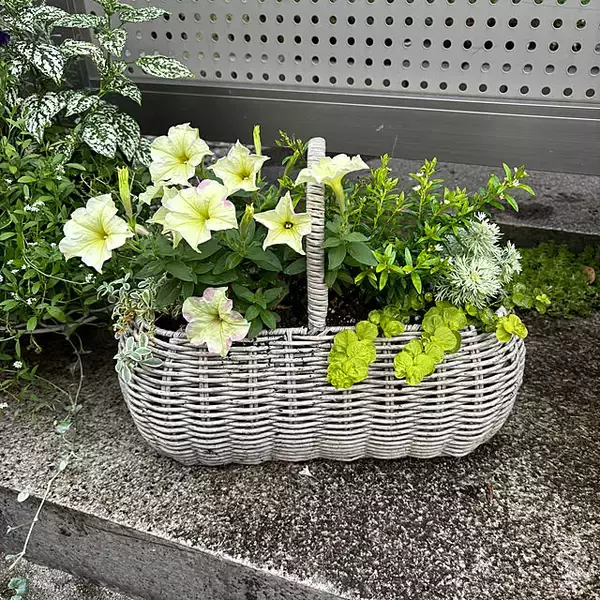 「【今週の〇〇】テーマは「植物のある暮らし」！最新の投稿写真をピックアップ」の画像