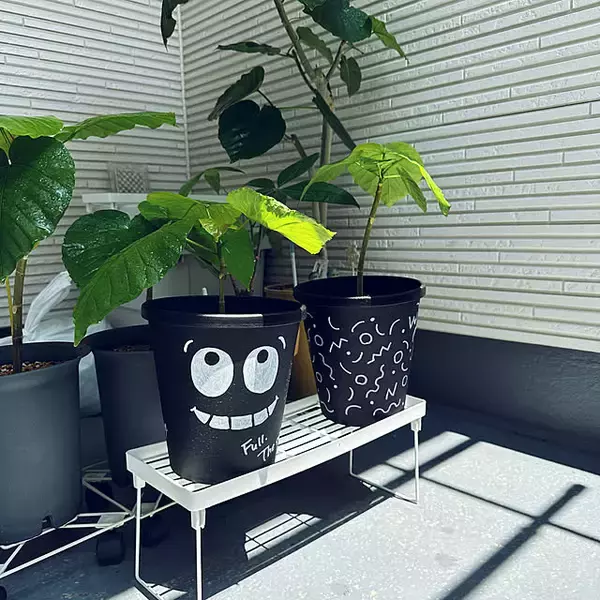 「【今週の〇〇】テーマは「植物のある暮らし」！最新の投稿写真をピックアップ」の画像