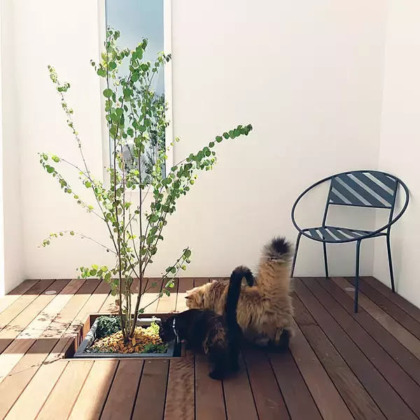「ゆとりある空間と自然を感じる心地よい暮らし。魅力あふれる平屋のお家実例10選」の画像