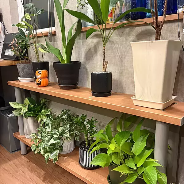 「【今週の〇〇】テーマは「植物のある暮らし」！最新の投稿写真をピックアップ」の画像