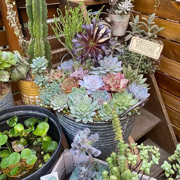 「【今週の〇〇】テーマは「植物のある暮らし」！最新の投稿写真をピックアップ」の画像