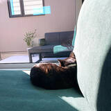 「「コントラストを味方にした、すっきりとモダンな平屋」 by ma.kiさん」の画像12