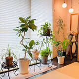 「【RoomClipが選んだ厳選3選】「観葉植物のある暮らし」がテーマの素敵な投稿実例」の画像2