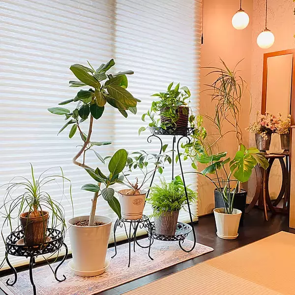 「【RoomClipが選んだ厳選3選】「観葉植物のある暮らし」がテーマの素敵な投稿実例」の画像