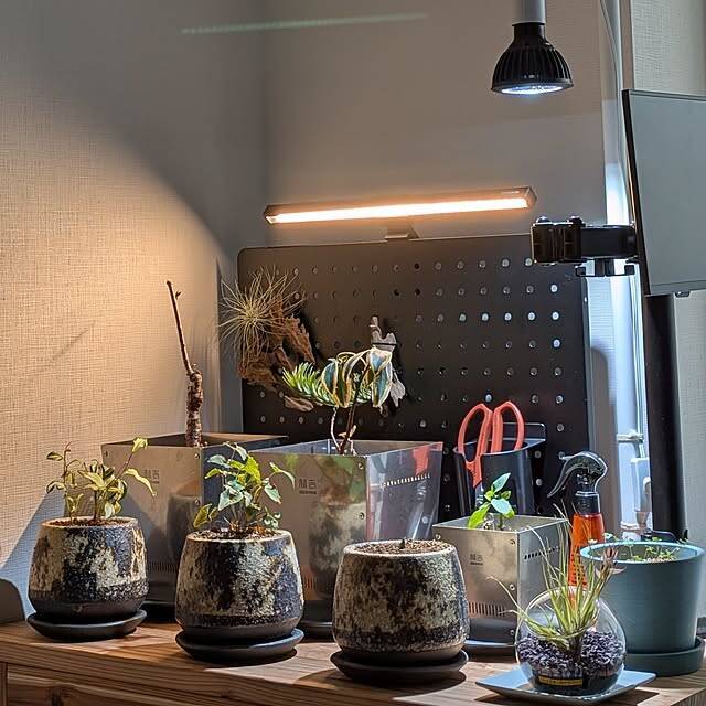 【今週の〇〇】テーマは「植物のある暮らし」！最新の投稿写真をピックアップ