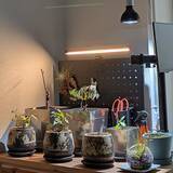 「【今週の〇〇】テーマは「植物のある暮らし」！最新の投稿写真をピックアップ」の画像5