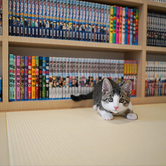 「洗練された間取りと北欧シンプルで導く、優しくモダンな暮らし」 by chovyさん - エキサイトニュース