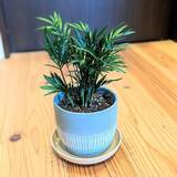 「リーズナブルでうれしい！ダイソーの植木鉢で楽しむグリーンのある暮らし」の画像4