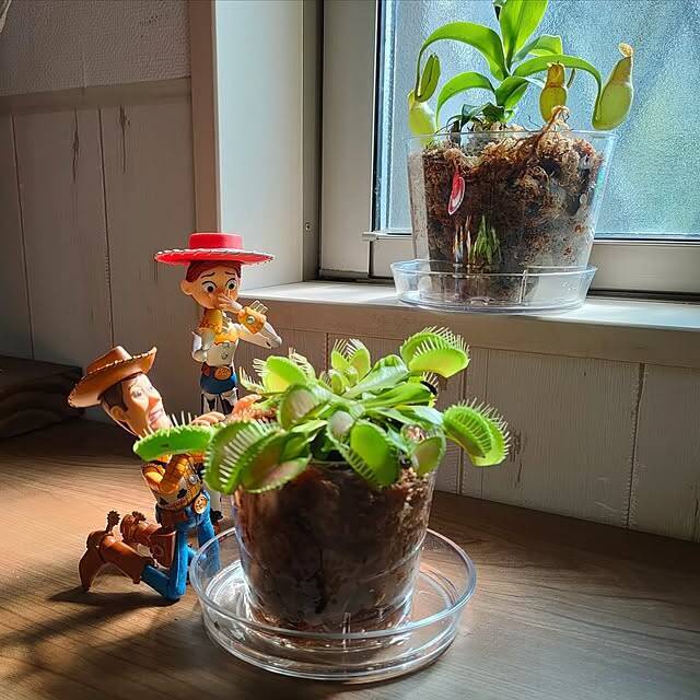 リーズナブルでうれしい！ダイソーの植木鉢で楽しむグリーンのある暮らし