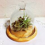 「インテリアに世界観をプラスする☆セリアのガラスドームを活用したディスプレイ実例6選」の画像2