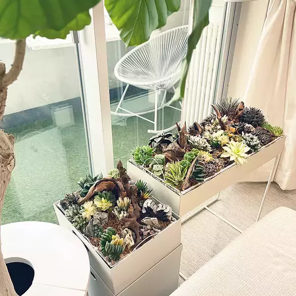 「【今週の〇〇】テーマは「植物のある暮らし」！最新の投稿写真をピックアップ」の画像