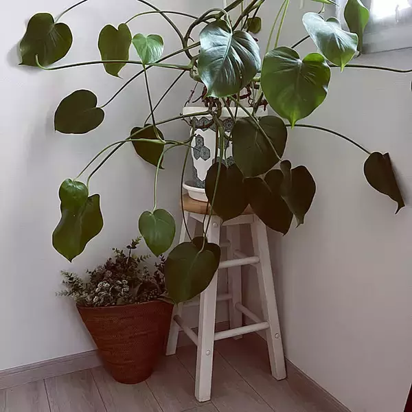 「【今週の〇〇】テーマは「植物のある暮らし」！最新の投稿写真をピックアップ」の画像