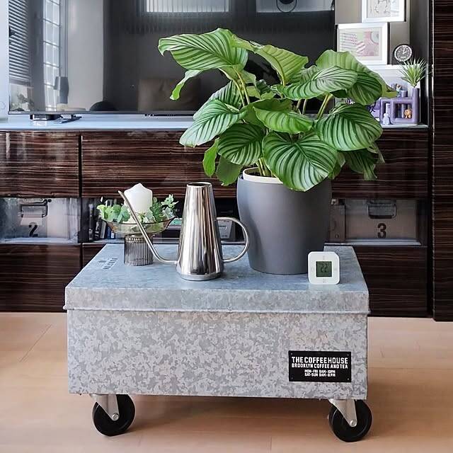 【今週の〇〇】テーマは「植物のある暮らし」！最新の投稿写真をピックアップ
