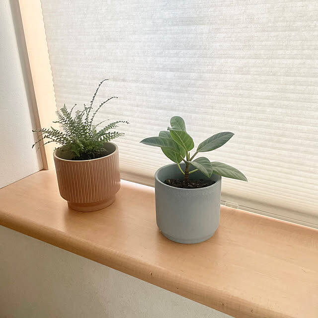 【今週の〇〇】テーマは「植物のある暮らし」！最新の投稿写真をピックアップ