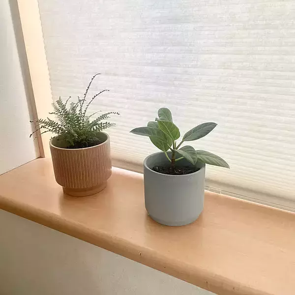 「【今週の〇〇】テーマは「植物のある暮らし」！最新の投稿写真をピックアップ」の画像