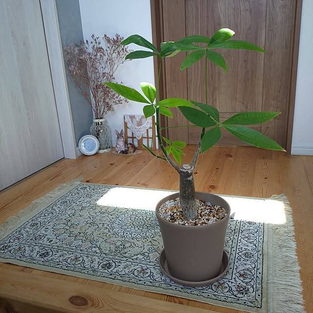 【今週の〇〇】テーマは「植物のある暮らし」！最新の投稿写真をピックアップ