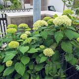 「【今週の〇〇】テーマは「植物のある暮らし」！最新の投稿写真をピックアップ」の画像5