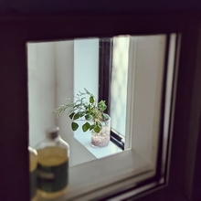 【今週の〇〇】テーマは「植物のある暮らし」！最新の投稿写真をピックアップ