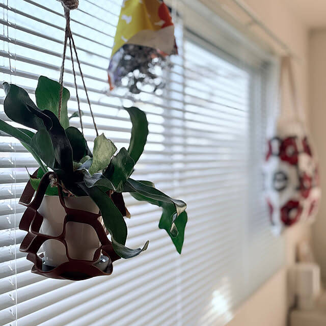 【今週の〇〇】テーマは「植物のある暮らし」！最新の投稿写真をピックアップ