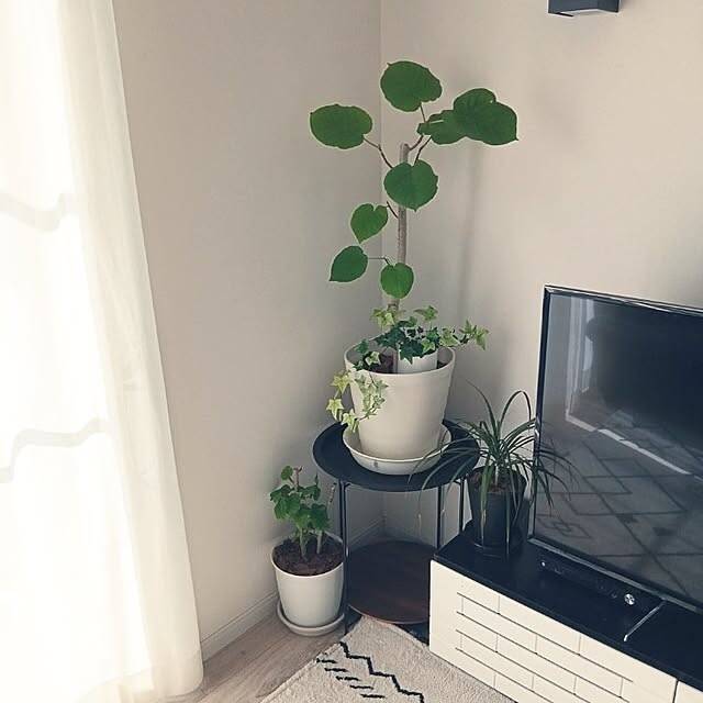 【今週の〇〇】テーマは「植物のある暮らし」！最新の投稿写真をピックアップ