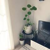 「【今週の〇〇】テーマは「植物のある暮らし」！最新の投稿写真をピックアップ」の画像5