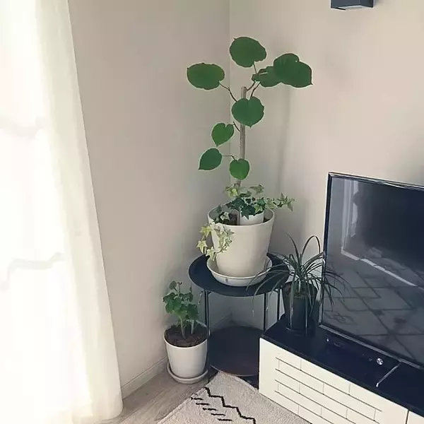 「【今週の〇〇】テーマは「植物のある暮らし」！最新の投稿写真をピックアップ」の画像