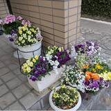 「【今週の〇〇】テーマは「植物のある暮らし」！最新の投稿写真をピックアップ」の画像6