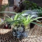 「シンプルな美しさ。毎日使いたくなるボデガグラスの魅力」の画像7