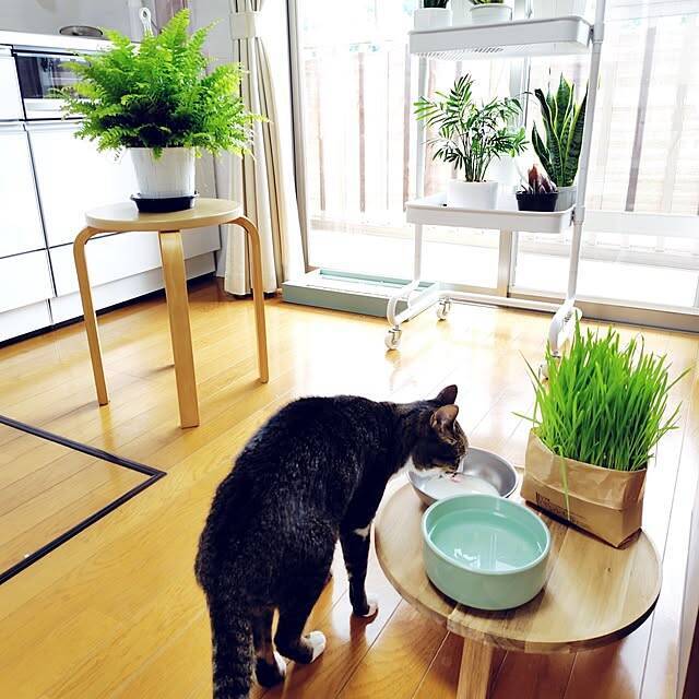 【今週の〇〇】テーマは「植物のある暮らし」！最新の投稿写真をピックアップ