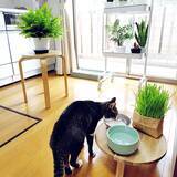 「【今週の〇〇】テーマは「植物のある暮らし」！最新の投稿写真をピックアップ」の画像3
