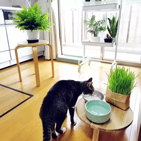 「【今週の〇〇】テーマは「植物のある暮らし」！最新の投稿写真をピックアップ」の画像