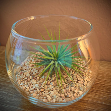 取り入れるだけでセンスアップ！無印良品のインテリアグリーンと関連グッズをご紹介