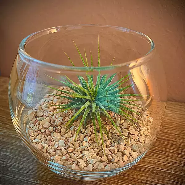 取り入れるだけでセンスアップ！無印良品のインテリアグリーンと関連グッズをご紹介