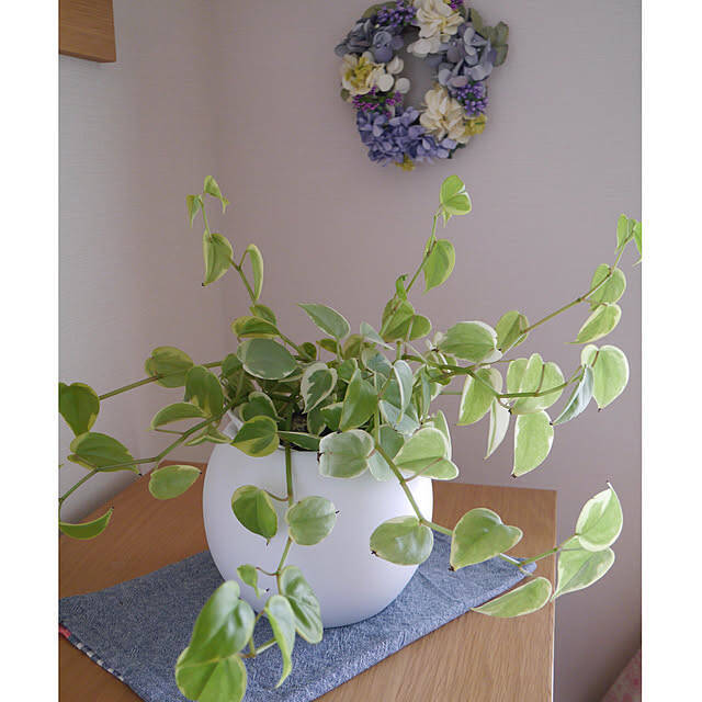 取り入れるだけでセンスアップ！無印良品のインテリアグリーンと関連グッズをご紹介