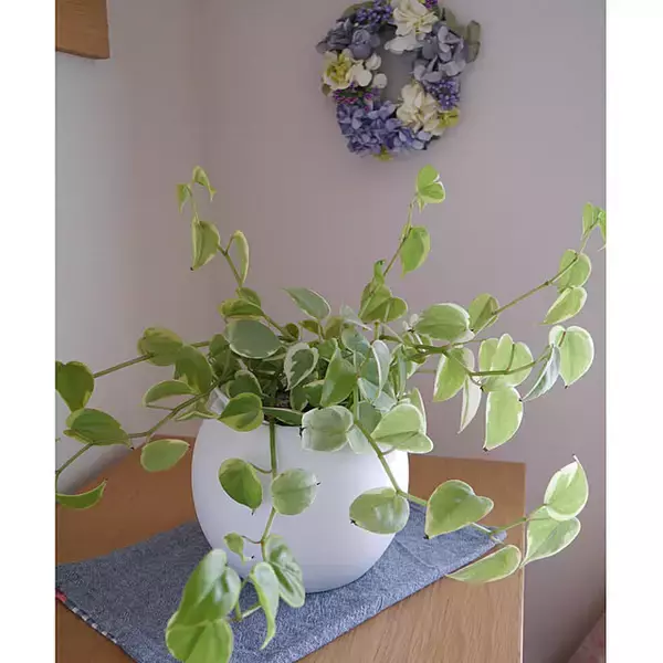 「取り入れるだけでセンスアップ！無印良品のインテリアグリーンと関連グッズをご紹介」の画像