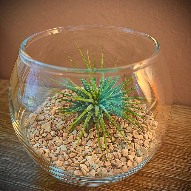 取り入れるだけでセンスアップ！無印良品のインテリアグリーンと関連グッズをご紹介