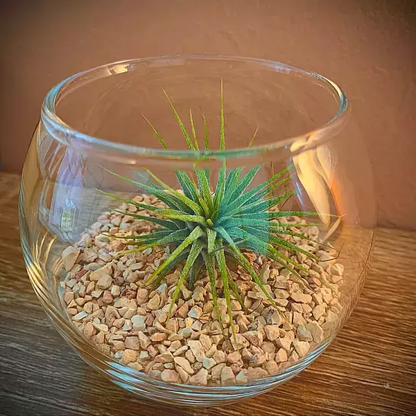 「取り入れるだけでセンスアップ！無印良品のインテリアグリーンと関連グッズをご紹介」の画像