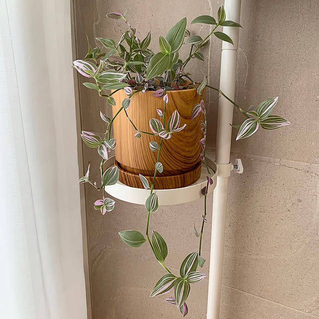 【みんなが選んだ！】どんな植物も主役級に！Standard Productsの植木鉢4選