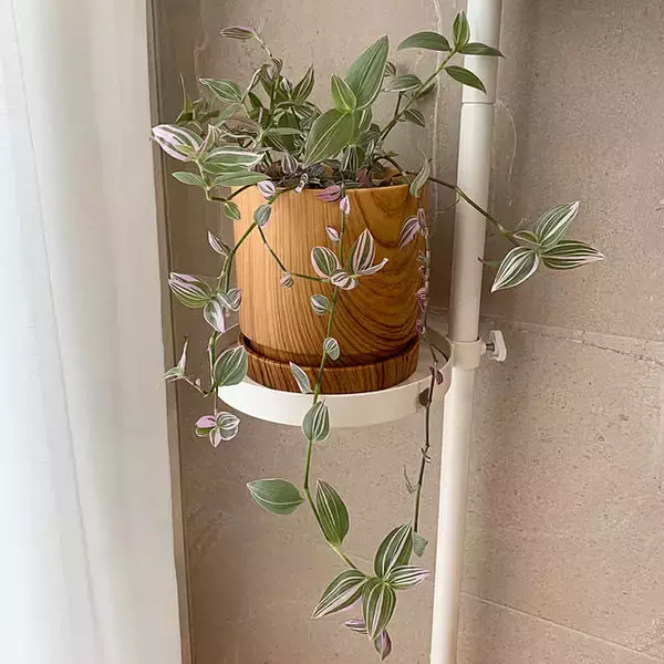 「【みんなが選んだ！】どんな植物も主役級に！Standard Productsの植木鉢4選」の画像